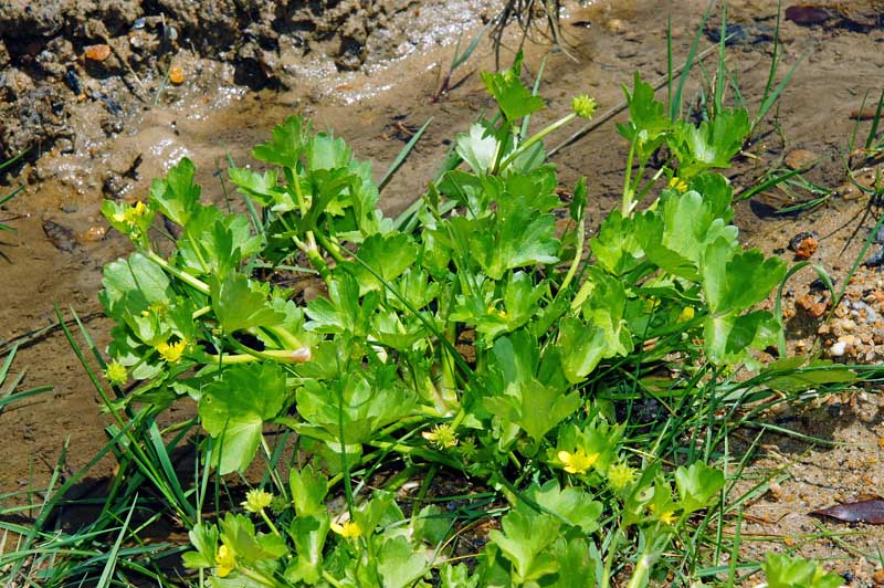 Ranunculus muricatus / Ranuncolo spinoso